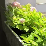 Appartement Anton Makarska