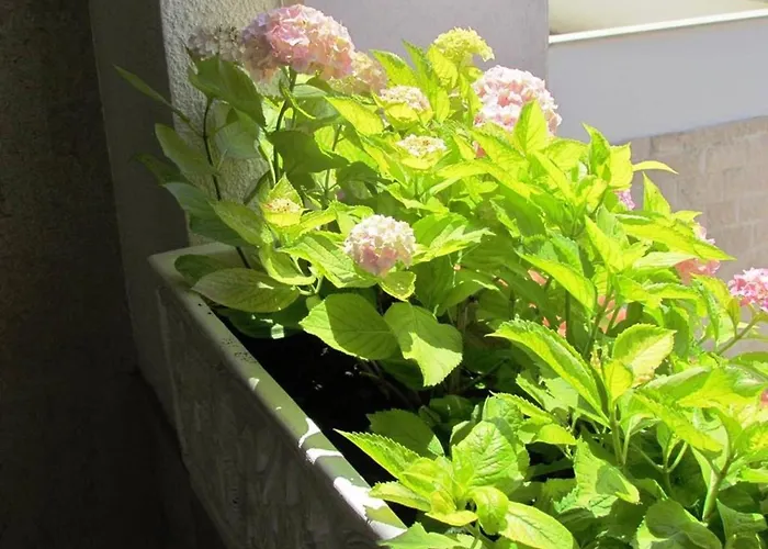 Apartment Anton Makarska